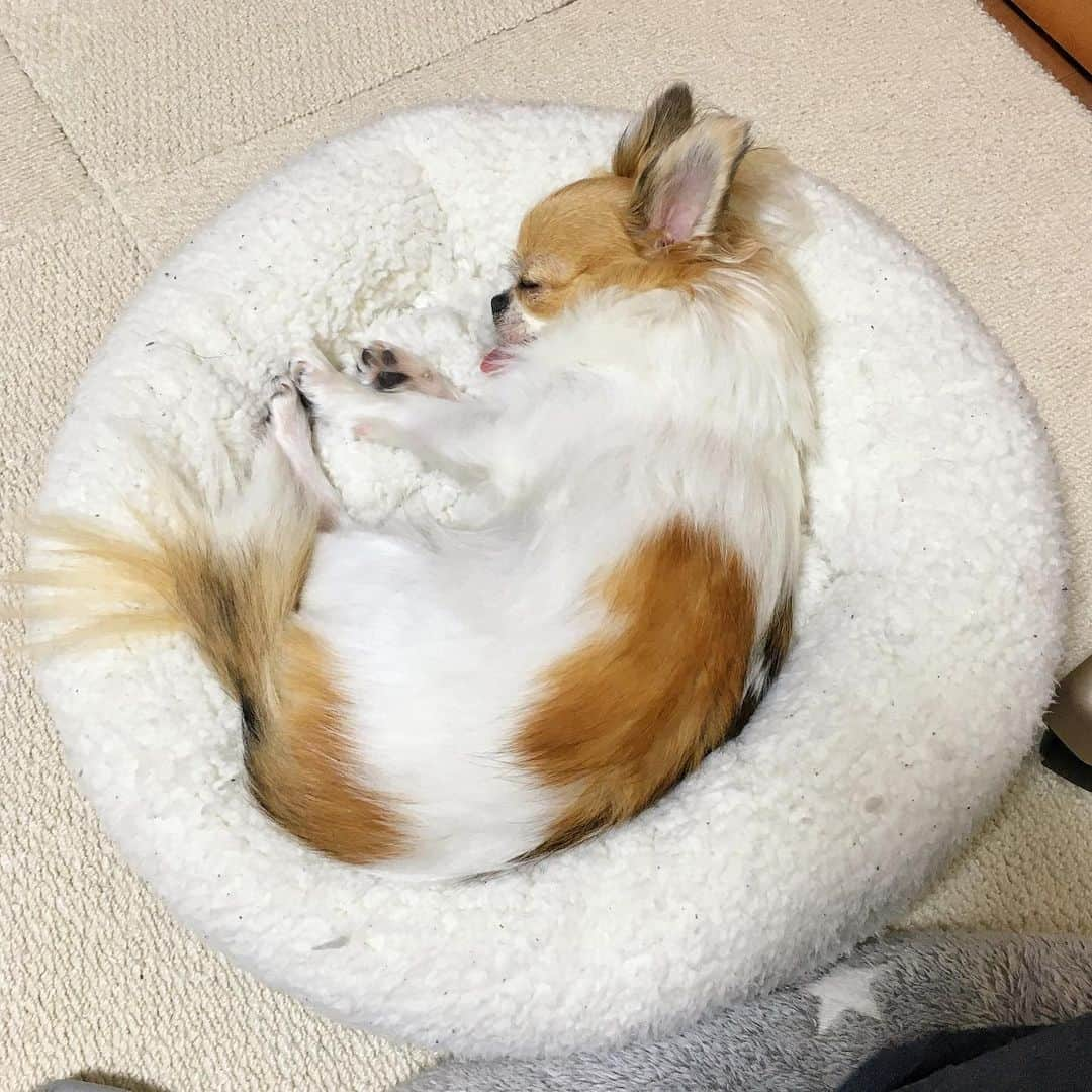 ちまのインスタグラム：「Circle bed lover🛌🐶💕  丸 on 丸 🌀😴  #チワワ #chihuahua #ชิวาวา #PECOいぬ部 #WeeklyFluff #dogsofbark #chihuahualove #chihuahualife #chihuahuastagram #chihuahuasofinstagram #チワワのいる暮らし #チワワラブ #チワワ部 #チワワ大好き」