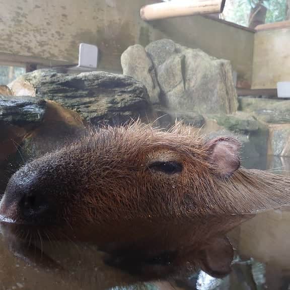 渡辺克仁さんのインスタグラム写真 - (渡辺克仁Instagram)「午前中の飛行機で長崎到着しました。今の長崎バイオパークは、ライブ中継をしながら那須どうぶつ王国から届いた白菜を入れての豪華な露天風呂でした。  これから、夜の中継の準備をします。  #カピバラ #水豚  #capybara #長崎バイオパーク」1月16日 14時45分 - katsuhito.watanabe