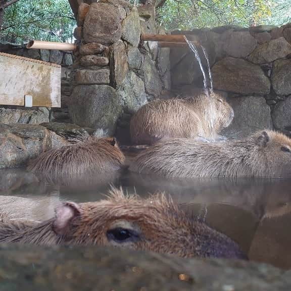 渡辺克仁さんのインスタグラム写真 - (渡辺克仁Instagram)「午前中の飛行機で長崎到着しました。今の長崎バイオパークは、ライブ中継をしながら那須どうぶつ王国から届いた白菜を入れての豪華な露天風呂でした。  これから、夜の中継の準備をします。  #カピバラ #水豚  #capybara #長崎バイオパーク」1月16日 14時45分 - katsuhito.watanabe