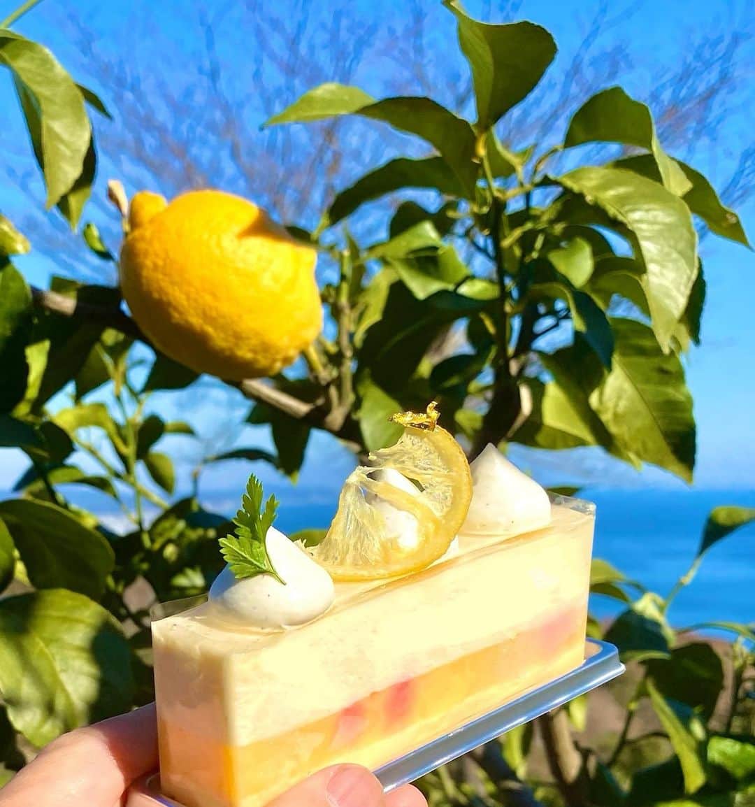 鎧塚俊彦さんのインスタグラム写真 - (鎧塚俊彦Instagram)「一夜城の畑で採れたレモンを使用した一夜城ヨロイヅカファーム限定商品の「ファーム・シトロン」🍋❗️ 無農薬で素材から自分達の手で作り上げる。「そんな事が出来たらいいな💕」と夢見ていた事の一つ一つが実現しています😁✌️ 自然、環境、人‥。全てに感謝⤴️🙇‍♂️ #toshiyoroizuka #鎧塚俊彦　#トシヨロイヅカ　#一夜城ヨロイヅカファーム　#畑　#レモン　#小田原」1月16日 15時02分 - toshiyoroizuka