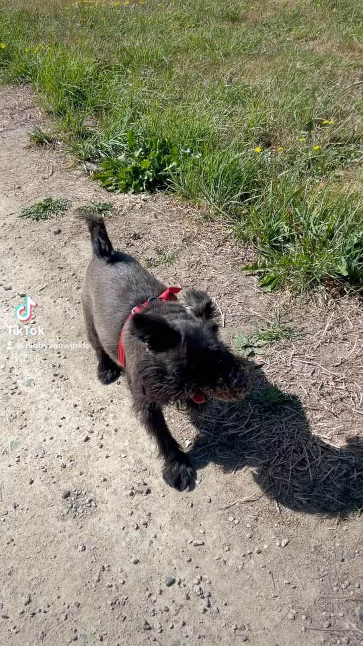Digby & Aloのインスタグラム：「when you forget to bring a tiny ball for your tiny dog so you have to improvise」