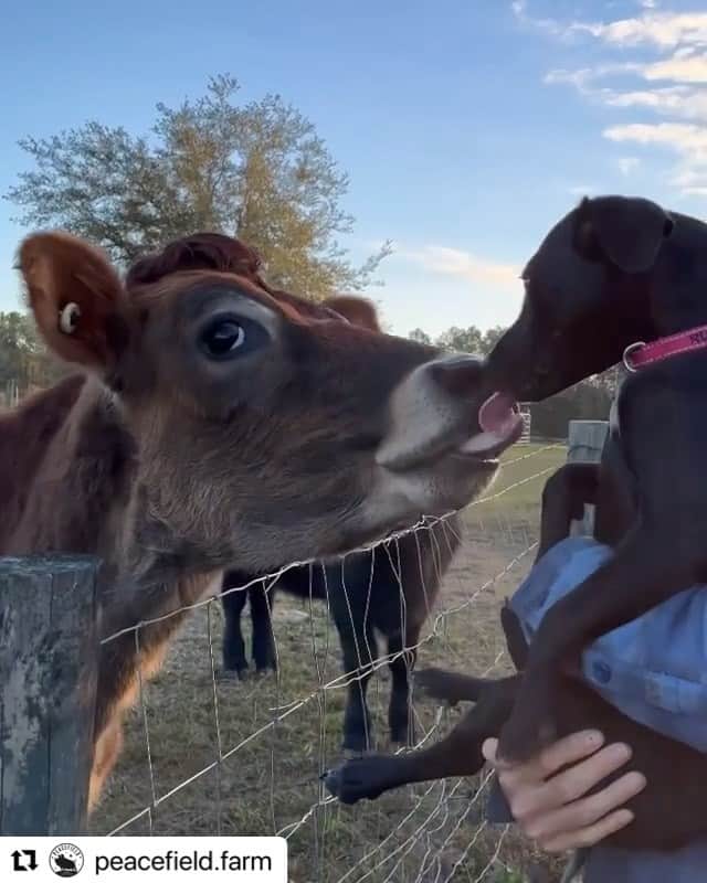 のインスタグラム：「Puppies kissing and saying hi. The age old question: why do we kill and eat one and love and protect the other? Video: @peacefield.farm」