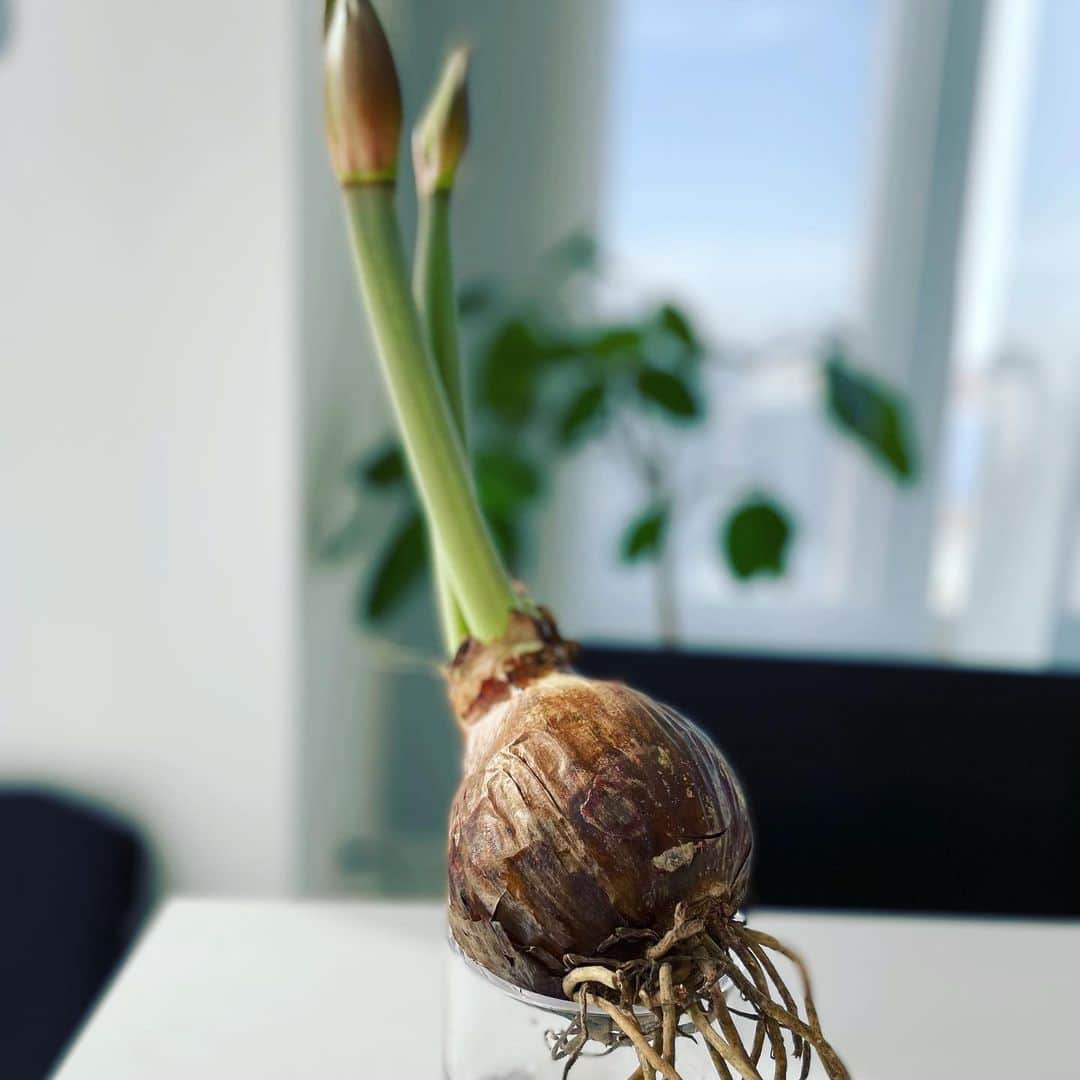 望月理恵さんのインスタグラム写真 - (望月理恵Instagram)「球根で買ったアマリリスが咲きました。 #水も土もいりません #アマリリス#球根 #もう一つ白があります 楽しみ」1月16日 11時02分 - mochiee28