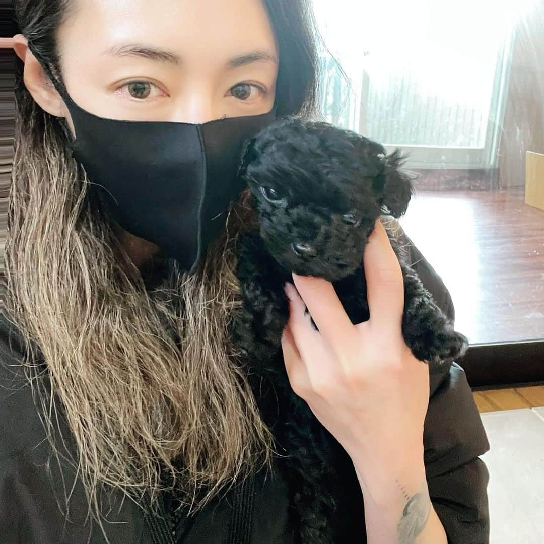 内藤陽子のインスタグラム：「バッグの中に居たのは、新しく迎えた家族です🐩  昨年末にリックが亡くなった事で、精神的にもペットロスなのかなと不安な日々を送っていました。  コロナ禍でおうち時間が増え、 ますますペットを飼いだす方が増える反面、 無理な繁殖をさせた為に作り過ぎ、まだ1kgにも満たないメス犬が出産して命を落としたり、母体が小さ過ぎて帝王切開で産ませたり、帝王切開は3回が限度と言われているのに過剰に出産させ放棄したりという ニュースも見ていました。  それもあり、昨年夏頃からニコと保護犬を迎えるのはいいかもね、と話し合い資料も集めていました。 ただ、各団体にもよりますが、基本的には審査も厳しく、単身者不可、小さなお子様不可、高齢者不可、 トライアル期間、その後も一定期間は自宅訪問、 更に厳しい所だと毎月1回行われる愛護団体に犬と一緒に参加出来る方、家を4時間以上留守にしない方など、 なかなか難しいんだなと改めて感じました。 虐待や放棄により傷を負っている子、人間不信な子、 糞まみれで保護された子、 その子達の傷は人間と同じで、踏み入るにはなかなか難しい事だからこそ、そのような規定を設けているんだなと感じました。  今回は保護犬をお迎えする事が出来ませんでしたが、沢山に沢山を重ね、この子とご縁がありまして、家族が増えました。  生まれて2カ月以上経ちますが、 まだ350gしかありません。 本当に未熟児で生まれてきました。 昨日健康診断もして、健康で問題なく過ごしています。 これから沢山ご飯を食べて、スクスクと育ってくれるように これから家族として、楽しく一緒にがんばっていこうと思います。  #ティーカッププードル #真っ黒 #JJ #うちに来てくれて  #ありがとう」