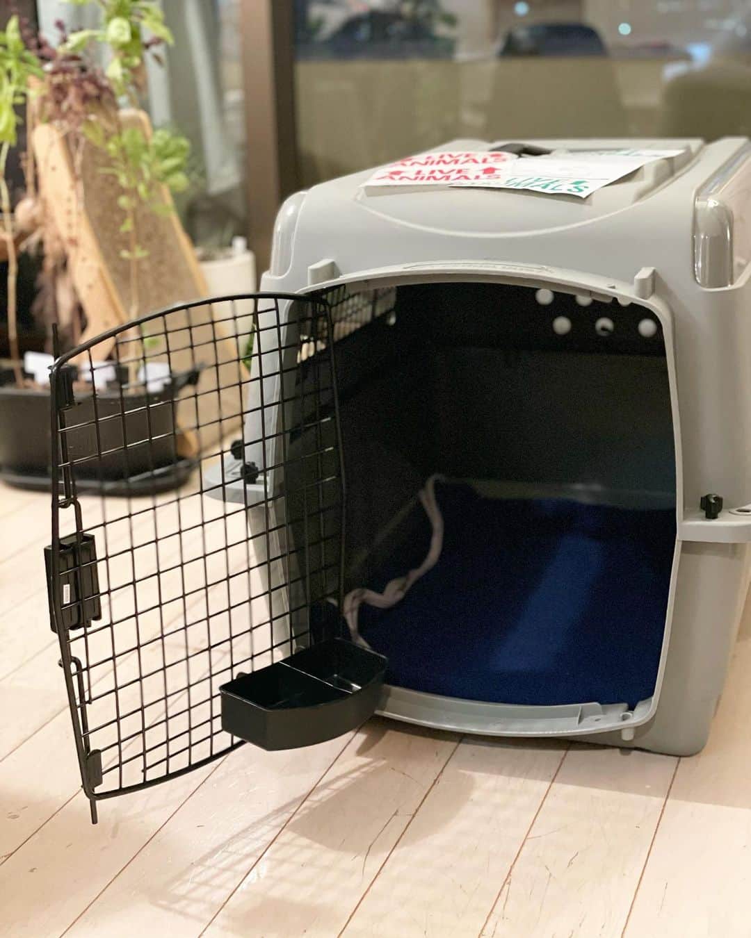 猫沢エミのインスタグラム