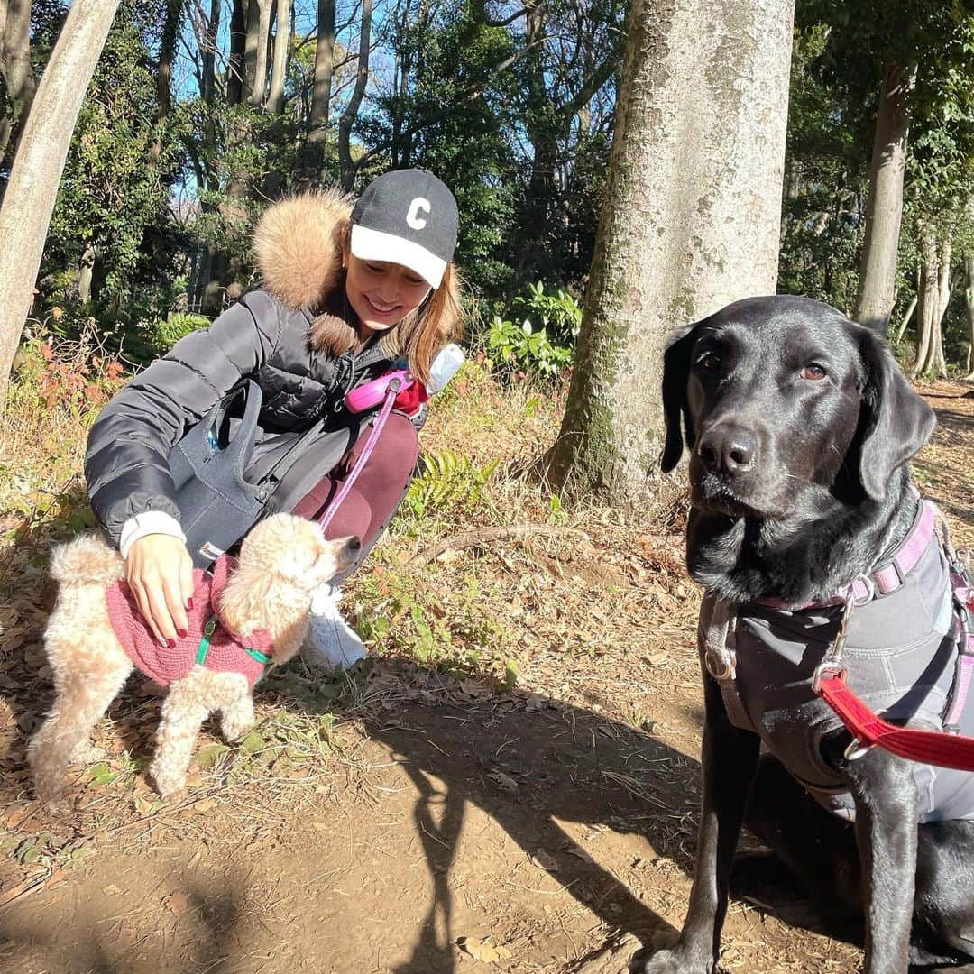 矢田亜希子さんのインスタグラム写真 - (矢田亜希子Instagram)「お散歩♪ #お散歩#toypoodle #トイプードル #labradorretriever #lab#ラブラドールレトリバー #愛犬#犬友#癒しわんこ」1月16日 19時22分 - akiko_yada