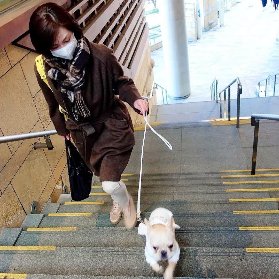 川原亜矢子さんのインスタグラム写真 - (川原亜矢子Instagram)「ヨジンヨの定期検診 #frenchbulldog #tokyo #walking #puppy #フレンチブルドッグ #フレブル #パピー #犬」1月16日 20時14分 - ayakokawahara