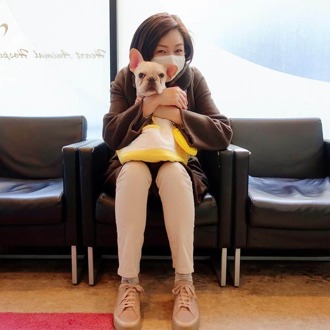 川原亜矢子のインスタグラム：「ヨジンヨの定期検診 #frenchbulldog #tokyo #walking #puppy #フレンチブルドッグ #フレブル #パピー #犬」