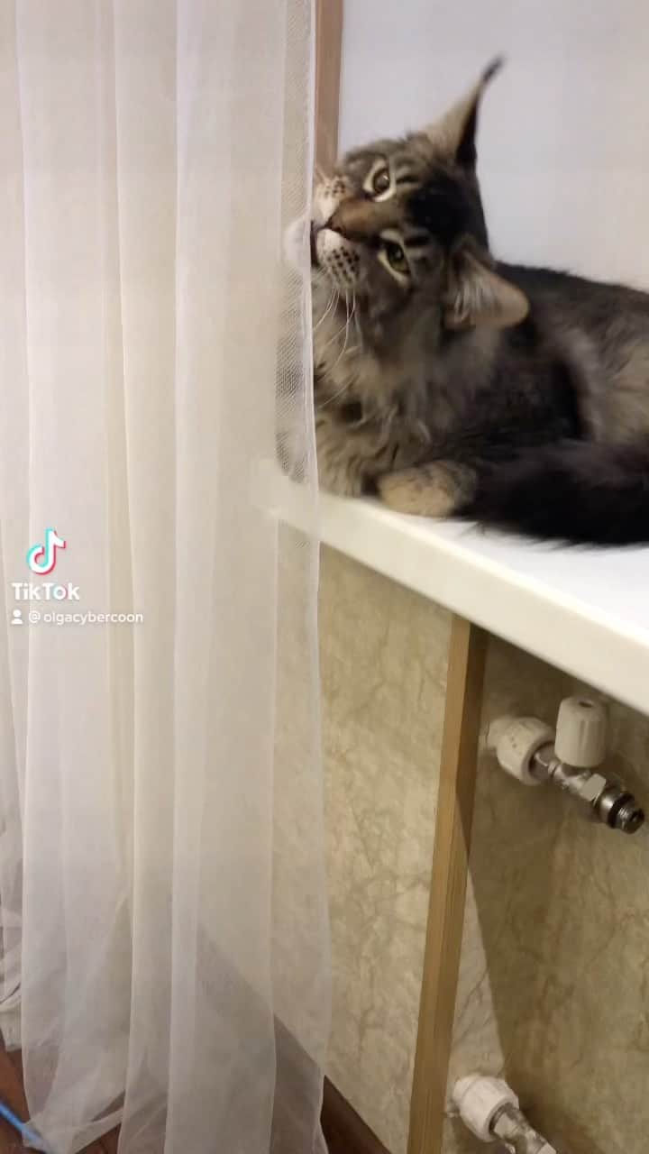 МейнКун MaineCoon Питомникのインスタグラム：「🤓😸❤️🙈」