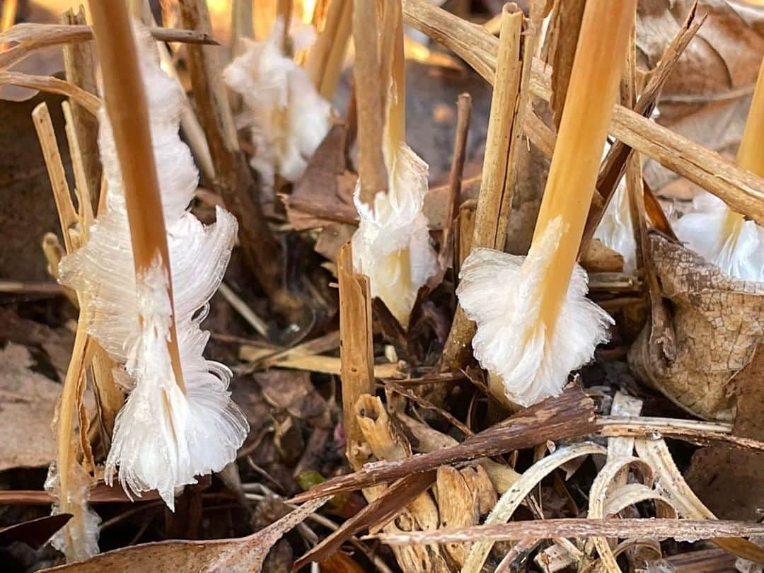 依田司さんのインスタグラム写真 - (依田司Instagram)「1月17日(月) 神奈川県鎌倉市の「大船フラワーセンター」から。真冬の今の時期に鮮やかなお花が見たくてやってきました。 まずは、300本のアイスチューリップがお出迎え。真冬に春のお花が見られるなんて得した気分。そして、温室には暖かい時期に花を咲かせるブーゲンビリア（ブーゲンビレア）が見ごろとなっています。温室といっても暖房は入っておらず朝の気温はわずか3℃。樹齢30年超えでわさわさ生い茂っているため、土の温度が下がらないのが理由と推測されています。非常に珍しく同業者も視察に訪れるほどなんだとか。 外は−4℃〜−5℃の冷え込みで、芝生は一面真っ白。シモバシラの茎に氷の結晶がびっしり付いて、まさに霜柱のようでした。  #ブーゲンビリア#大船フラワーセンター  #DoCLASSE #ドゥクラッセ #依田さん #依田司 #お天気検定 #テレビ朝日 #グッドモーニング #サタデーステーション #気象予報士 #お天気キャスター #japan #japantrip #japantravel #unknownjapan #japanAdventure #japanlife #lifeinjapan #instagramjapan #instajapan #療癒 #ilovejapan #weather #weathercaster #weatherforecast」1月17日 9時07分 - tsukasa_yoda