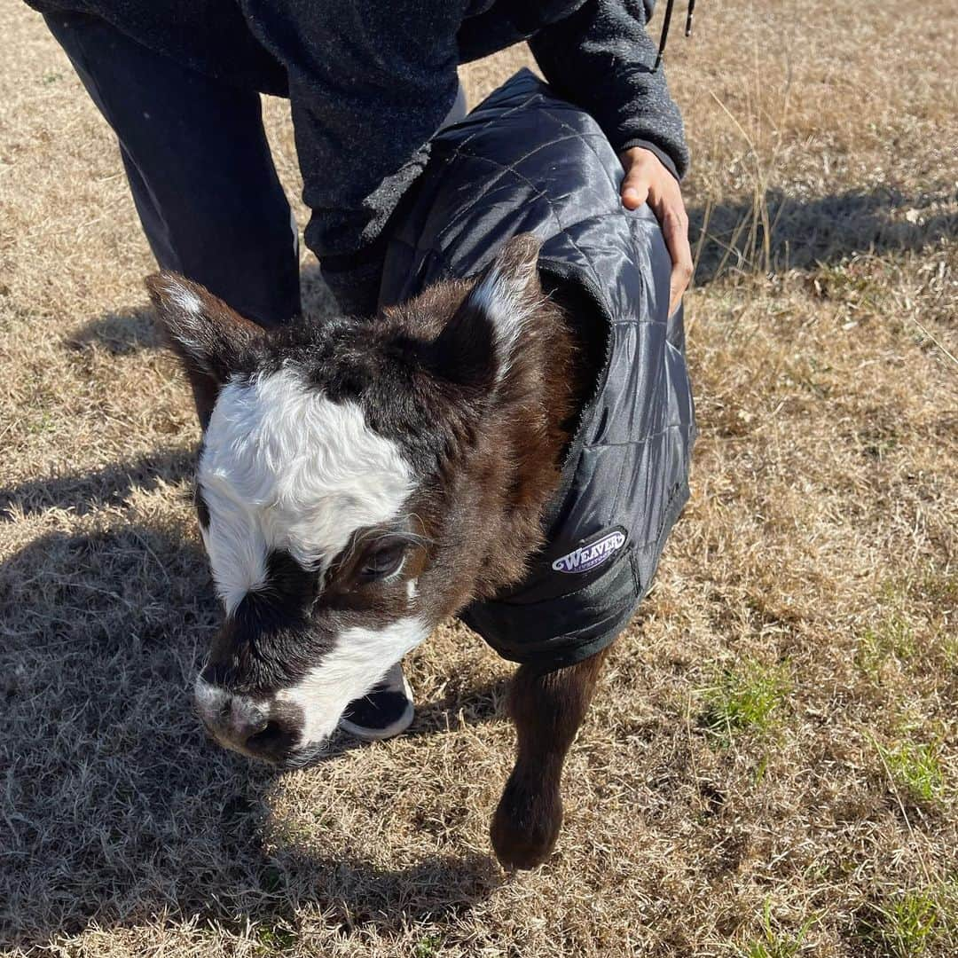 ガブリエル・ダグラスさんのインスタグラム写真 - (ガブリエル・ダグラスInstagram)「milkshake is all set for the winter  (btw it was NOT an easy task to briefly separate her from momma bear (we got it done tho) #farmlife #farm」1月17日 6時11分 - gabbycvdouglas