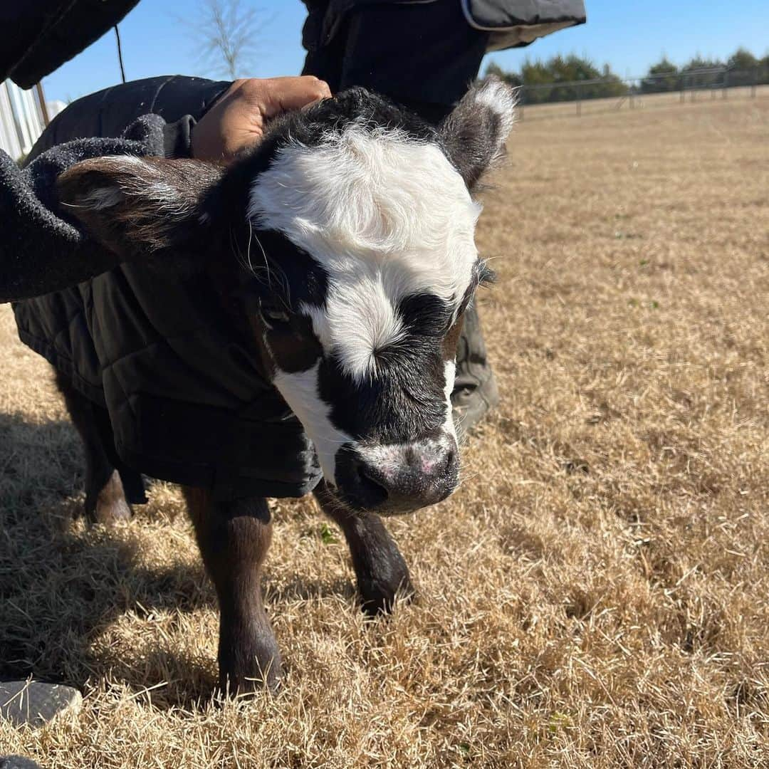 ガブリエル・ダグラスさんのインスタグラム写真 - (ガブリエル・ダグラスInstagram)「milkshake is all set for the winter  (btw it was NOT an easy task to briefly separate her from momma bear (we got it done tho) #farmlife #farm」1月17日 6時11分 - gabbycvdouglas