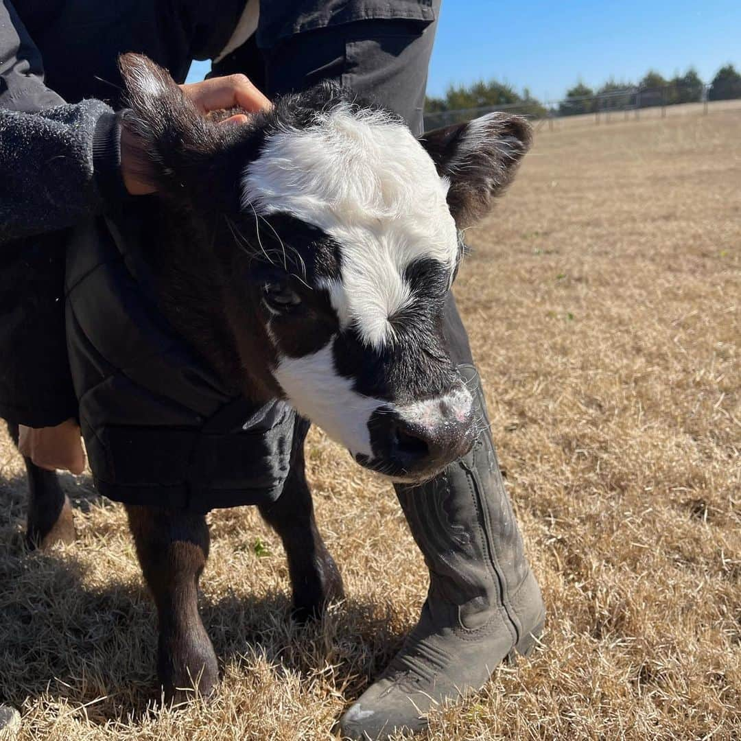 ガブリエル・ダグラスさんのインスタグラム写真 - (ガブリエル・ダグラスInstagram)「milkshake is all set for the winter  (btw it was NOT an easy task to briefly separate her from momma bear (we got it done tho) #farmlife #farm」1月17日 6時11分 - gabbycvdouglas