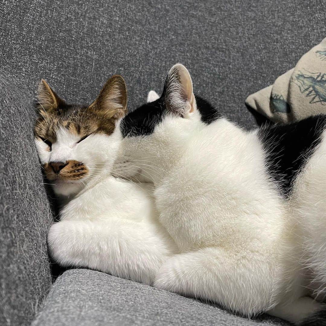 ghemtexのインスタグラム：「#猫 #起きてる」