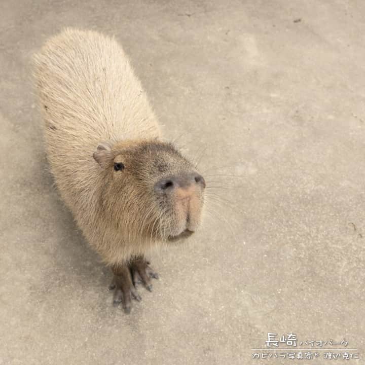 渡辺克仁さんのインスタグラム写真 - (渡辺克仁Instagram)「おはようございます。  #カピバラ #水豚 #capybara  #おはようございます #おはよう」1月17日 8時00分 - katsuhito.watanabe