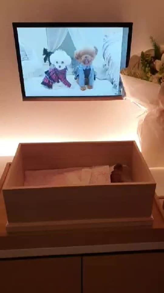 띠비비샤샤루루슈엘のインスタグラム：「- 슈의 장례식 함깨해주셔서 너무 감사합니다.」