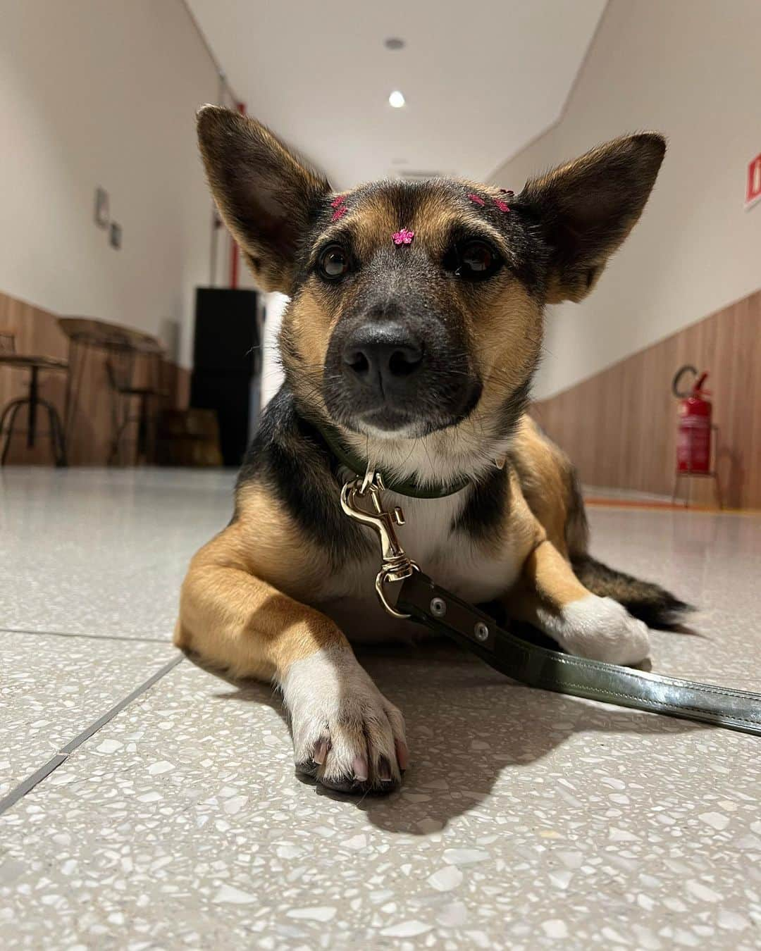 Bobのインスタグラム：「Essa é a “Maria” Maria Dondoca rsrsrs Estava abandonada no estacionamento de um shopping e foi deitar justo o pé de quem? Do papito 🙉 aí deu no que deu, está aqui em casa, fêmea , 12 kilos, aparentemente é nova ainda, fez consulta e exames hoje com a @vetcarynn e está bem. Tomou aquele banho top na @crystalpetstore , vamos  vacinar ainda essa semana e esperamos alguém pra adoção responsável 🙏🏻❤️🐾🐾  . #adocao #adocaoresponsavel #adoção #adote #adoteumamigo #doglovers」