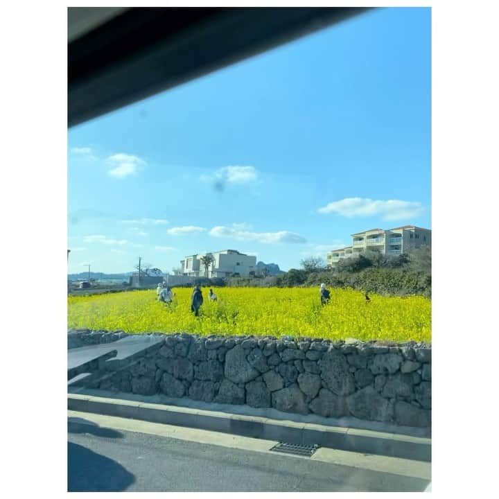 チン・ジェヨンのインスタグラム：「. 어느새 봄봄 유채꽃밭 천원의행복 시작 🌼  #진재영_제주지엔느」