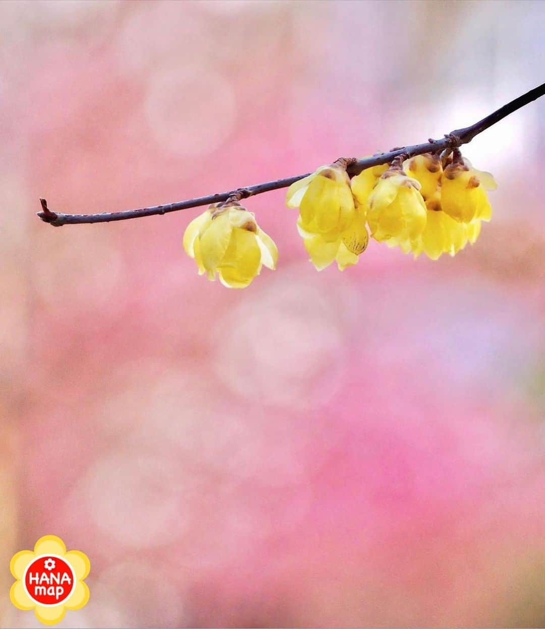 はなまっぷ❁日本の花風景さんのインスタグラム写真 - (はなまっぷ❁日本の花風景Instagram)「🌸はなまっぷ🌸 * @yasuko751 さんの 花のある風景に花まるを💮 * 河津桜を背景に可愛い彩りの蝋梅をありがとうございます😊🌸 * 京都　#淀水路 Yodo Waterway, Kyoto. * 🌼ロウバイの花言葉📝🌼 慈愛、先導 * ※見頃が過ぎている花、終わっている花もご紹介させていただいています。 * 🌸•••🌸•••🌸•••🌸•••🌸•••🌸 * いつも素敵なお花をありがとうございます😊 #はなまっぷ #日本の美しい花風景#花のある風景#花#花言葉#花#ロウバイ#蝋梅#河津桜 * 🌸••••••お知らせ••••••🌸 * 花風景検索サイト　はなまっぷ https://hanamap.com 🔍「はなまっぷ」または @hanamap プロフィール欄から ぜひご覧ください」2月11日 7時47分 - hanamap