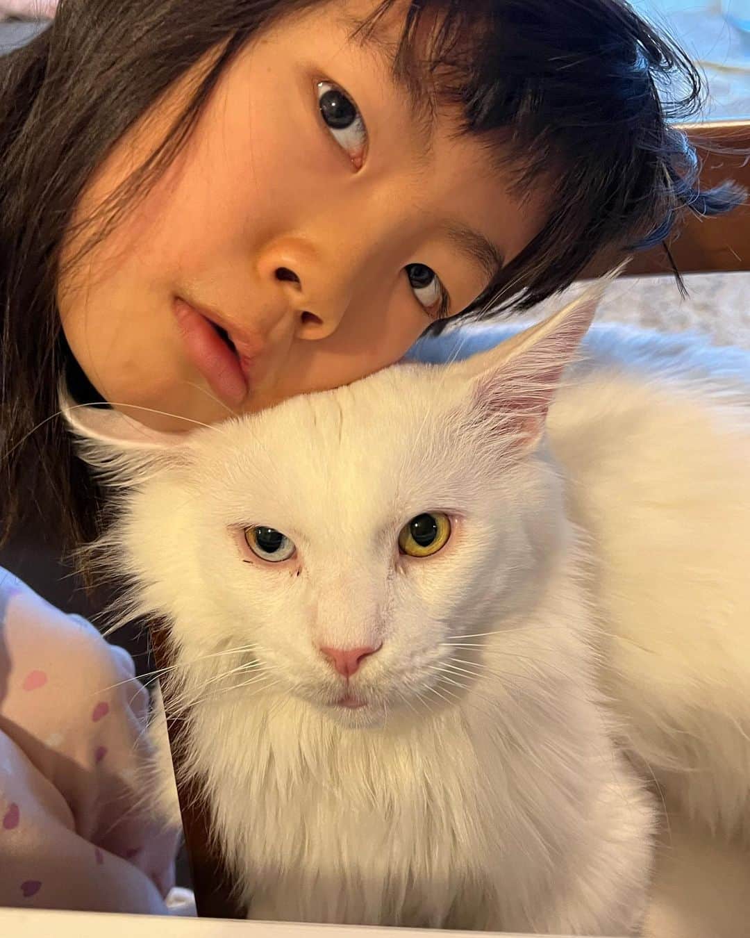 甘糟記子さんのインスタグラム写真 - (甘糟記子Instagram)「言うこと聞かないと、アンコがどうなっても知らないぞ！と 人質？猫質？にならされてるアンコさん\(//∇//)\  犯人は2枚目（笑）  無事解放されました(≧∀≦)  #甘糟アンコ#ねこすたぐらむ#猫と暮らす#猫のいる暮らし#メイクーン#オッドアイ#ダイクロイックアイ#仲良し#遊び相手#癒し#息子殿姫#姫」2月11日 8時39分 - norihey924