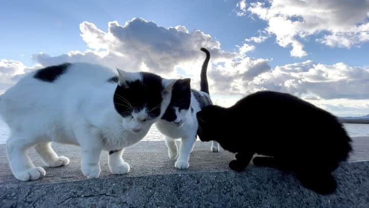 五十嵐健太のインスタグラム：「今日から宝塚市立文化芸術センターで猫写真展です^ - ^ #猫　#cat #白黒猫　#黒猫」