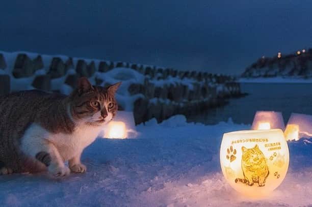土肥美帆さんのインスタグラム写真 - (土肥美帆Instagram)「😸 ・ 小樽雪あかりの路24 2022.2.11（金）〜13（日） 3日間、お家であかりを灯してみませんか？想いを灯そう、あかり大作戦。 に自主参加😂 私の愛する猫の浜を会場に、 杉本さんと漁師さんと一緒にあかり灯します。 @otaru.jin.z   私の想いは猫と灯りを一緒に撮る😹 猫達が非日常の光景に不信感をつのらせ、全然撮れない🤣🤣🤣 ダッシュだけギリ撮れた！！ まさかのおっぱは逃げて、自分で小屋の扉を開けてインハウス😹 他の猫達は気配さえ消してました。  明日は真打ち登場✨ さすがの彼は素晴らしかった。 みんなをうーん。と唸らせてました。  真打ち？誰のことだべか？(=-ω-=)  雪あかり、楽しい( › ·̮ ‹ )  #みんなケンジを好きになる #みんな小樽を好きになる #雪あかりフォトコン2022 #小樽美術館で写真展開催中 #ケンジdeゲンキ #いつも心にケンジを #bigboss #推しのいる生活」2月11日 10時29分 - big_face_cat_kenji
