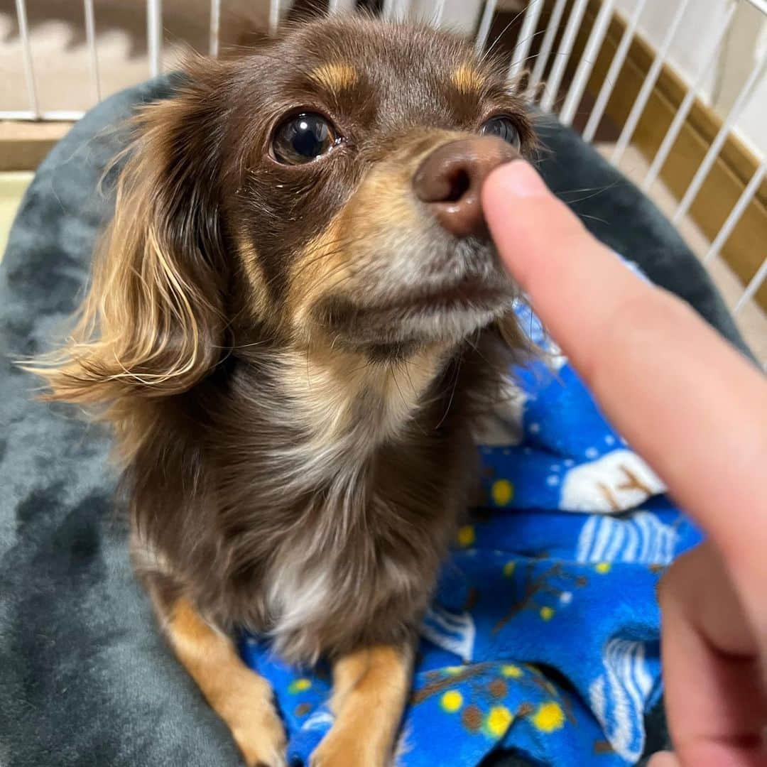 加藤一華のインスタグラム：「. E.T.ごっこ☝️🌕 初雪ぷんた🐶❄️  昨日の雪すごかったな〜☃️ 休日あったかく過ごそうね🍲💭  #チワックス #チョコタン #チョコタンチワックス #犬 #犬のいる暮らし  #わんこのいる生活  #ぷんた #雪まみれ🐶 #寒いから早く中入ろうぜ？の顔。 #めっちゃムスッとするじゃん🙄🐕 #犬はよろこび庭かけまわらなかった笑」