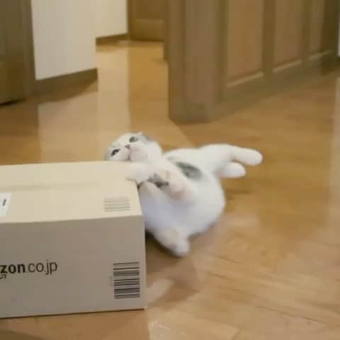 takegaeruのインスタグラム：「Amazonは、このかどっこが至高にゃんよ❗️   #cat #scottishfold #猫 #スコティッシュフォールド #三毛スコ友の会」