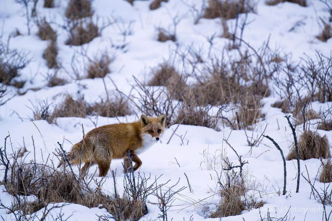 mikaestのインスタグラム：「Fox  動物に来て欲しいなって時に キツネには「キツネくーーん！」 鹿には「鹿くーーん！」 って動物の名称で呼んでいるのですが、 全然見向きもされません。  Camera : Nikon Z7 Lens : Nikkor Z 70-200mm f/2.8 VR S Z TELECONVERTER TC-2.0x  #Zcreators  #キタキツネ #fox #北海道 #野付半島 #nikon #ニコン #nikonz7 #NIKKOR #nikon📷 #light_nikon #nikonlove #igersjp #東京カメラ部 #tokyocameraclub #photo_shorttrip #japan_daytime_view #Lovers_Nippon #hubsplanet #photo_travelers #visitjapanjp #myrrs #reallyrightstuff」