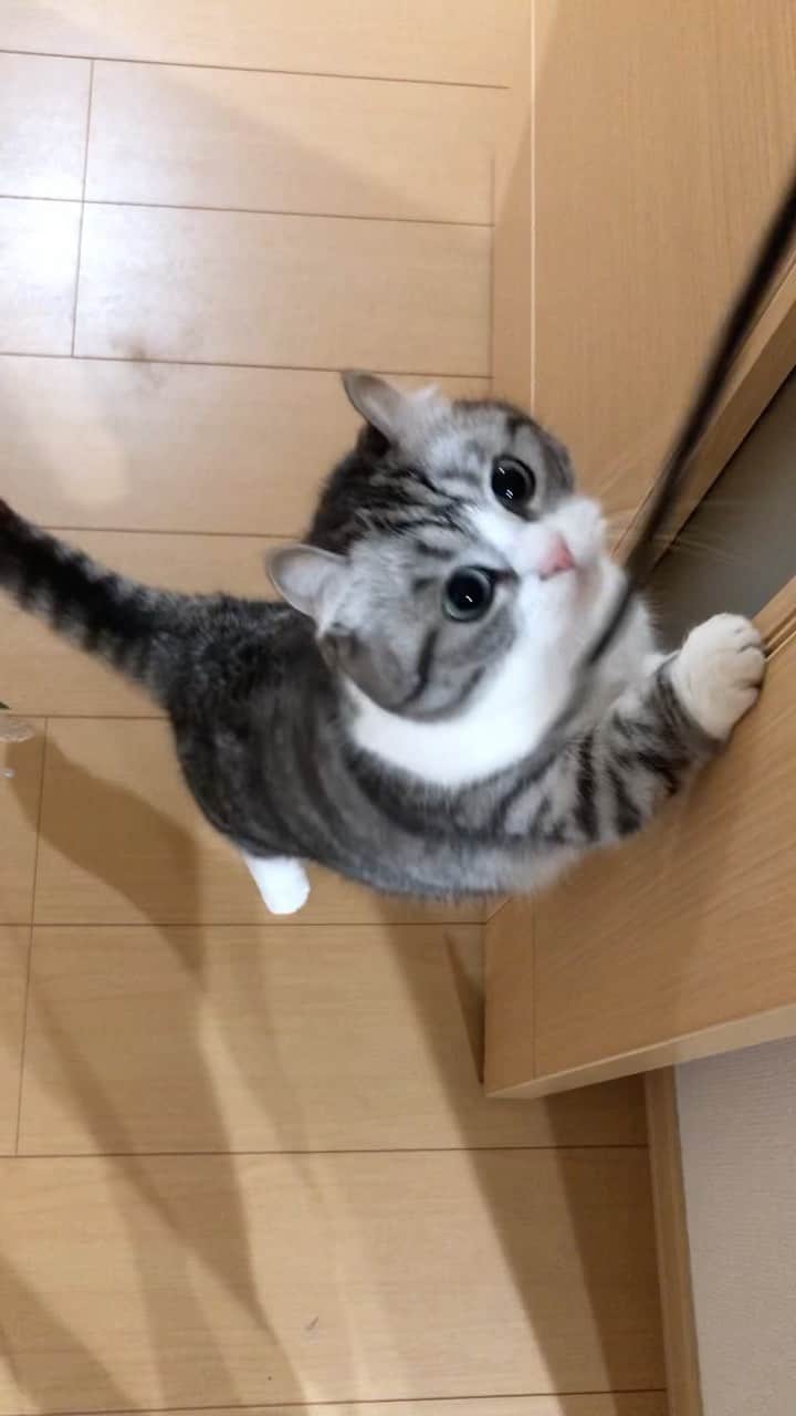こむぎこまるのインスタグラム