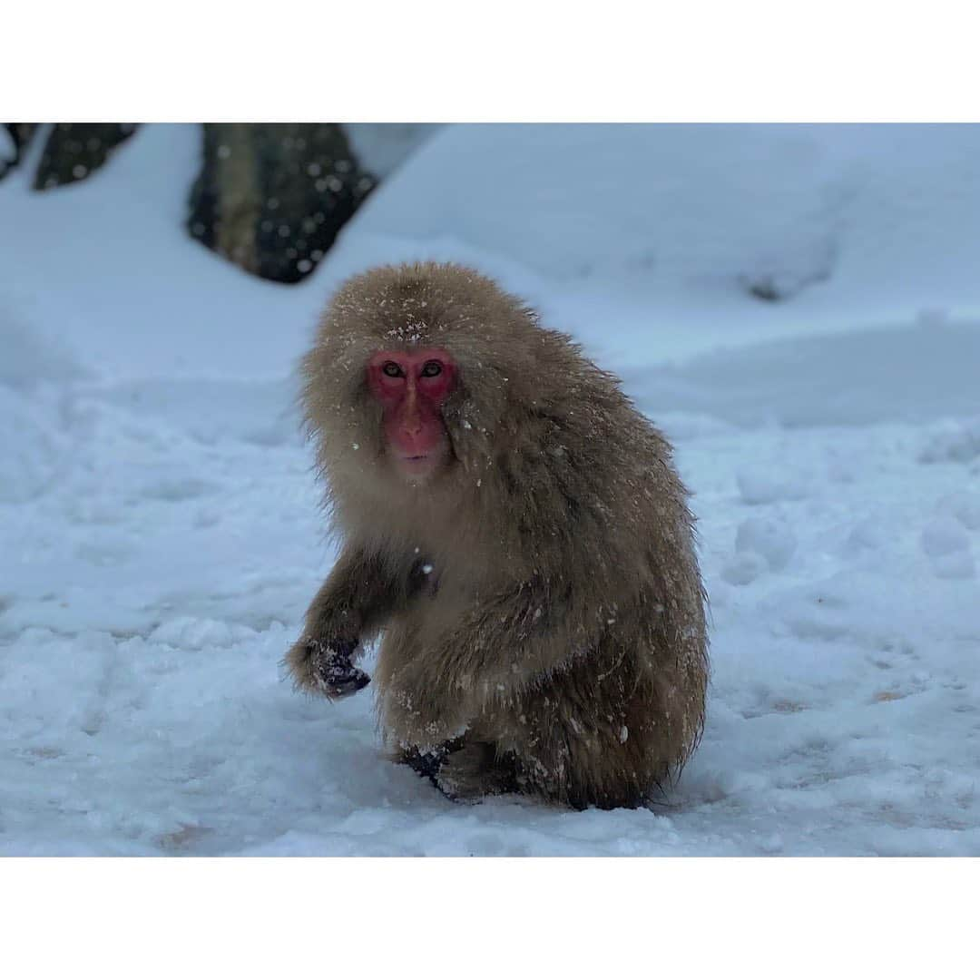 尾島早都樹のインスタグラム：「ババンバ バン バン バン い〜い湯だなっ ウキキ🐒♨️  冬の #地獄谷野猿公苑 へ取材に❄️  お風呂に入る #スノーモンキー  ついに拝むことができました🥺❤️❤️  みんな気持ちよさそうに入っていて その顔🐵を見るだけで幸せで 周りが引くくらい ずっと感動していました😭❤️  今シーズンは数年ぶりに しっかり雪が降っているので 温泉に浸かるおさるの姿も 多く見られるそう！  ＧＷに生まれた赤ちゃんたちも 元気そうでした🐵🍼♡  #ふるさとライブ #おじマル調査隊 🕵️‍♀️🔍では 今後もおさるたちを調査し続けます！  たくさんの可愛いと癒しをありがとう！！！！！  #長野放送 #ふるさとライブ #アナウンサー #女子アナ #信州 #長野県 #山ノ内町 #地獄谷 #ニホンザル #スノーモンキー #野生猿 #猿 #猿愛 #猿好きな人と繋がりたい #🙈🙉🙊 #🐒 #温泉 #いい湯だな」