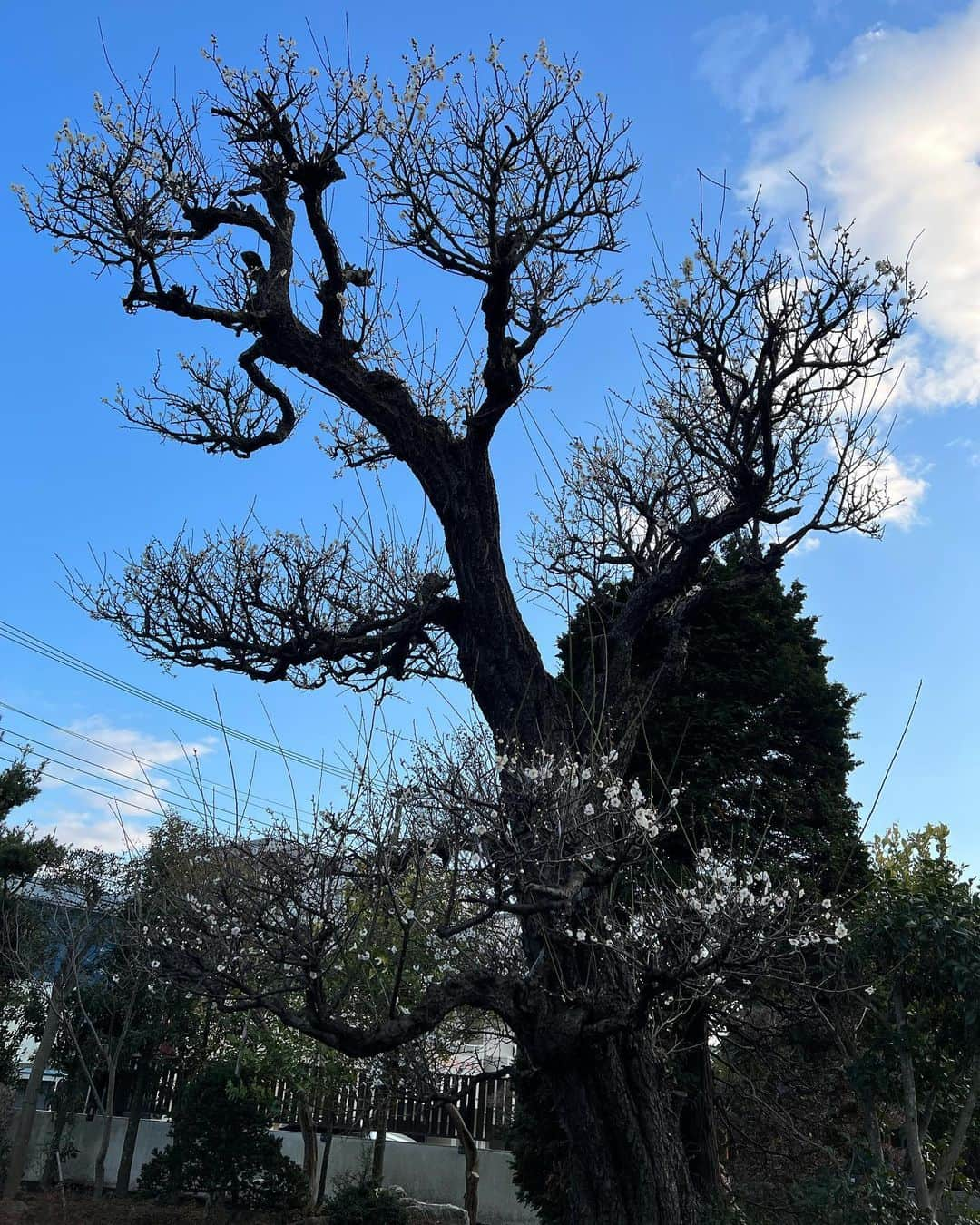 甘糟記子さんのインスタグラム写真 - (甘糟記子Instagram)「昨日は雪も積もらなかったので実家へ(o^^o)  庭の梅の木に花がちらほら咲き始めてました\(//∇//)\  綺麗だわ〜(〃ω〃)  こうやって少しずつ咲いていく花を見ていると、春を感じますよね(o^^o)  最後のは朝ごはんの時に焼いたシャケとたらこ（笑）  秋田のおばさんから頂いたお米を炊いてのっけて食べたよ〜( ^ω^ ) ご飯が炊けるの待ってたら、グリージュースとフルーツは先に食べられてた（笑）  今日はホットドッグでも作ろうかな╰(*´︶`*)╯♡  #梅の花#春を感じる#ほっこり#実家#湘南#ご飯のお供」2月12日 7時40分 - norihey924