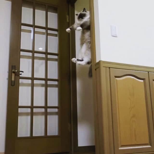 takegaeruのインスタグラム：「過去動画  このドア付近では🚪さまざまな現象が起きます😱 #例のドア #cat #猫 #ragdoll #ラグドール #ホワイトポッチーズ」