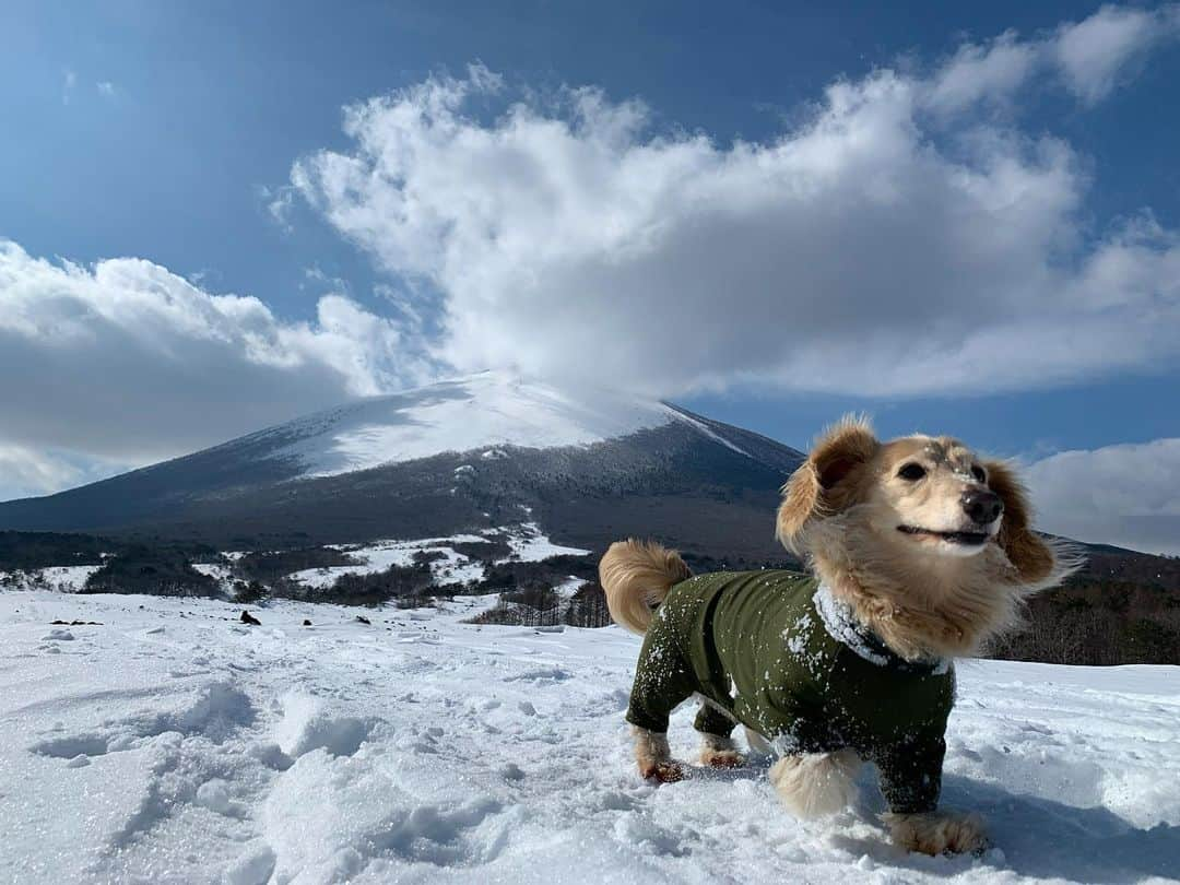 ハッチ＆ニコのインスタグラム：「10歳児🐶連れてスノーシュートレッキング #岩手山　#焼走り  #カメラ嫌い同好会 #pecoいぬ部 #犬の生活が第一 #癒しわんこ #dachshund #犬バカ部 #短足部 #ふわもこ部 #tokyocameraclub #東京カメラ部」