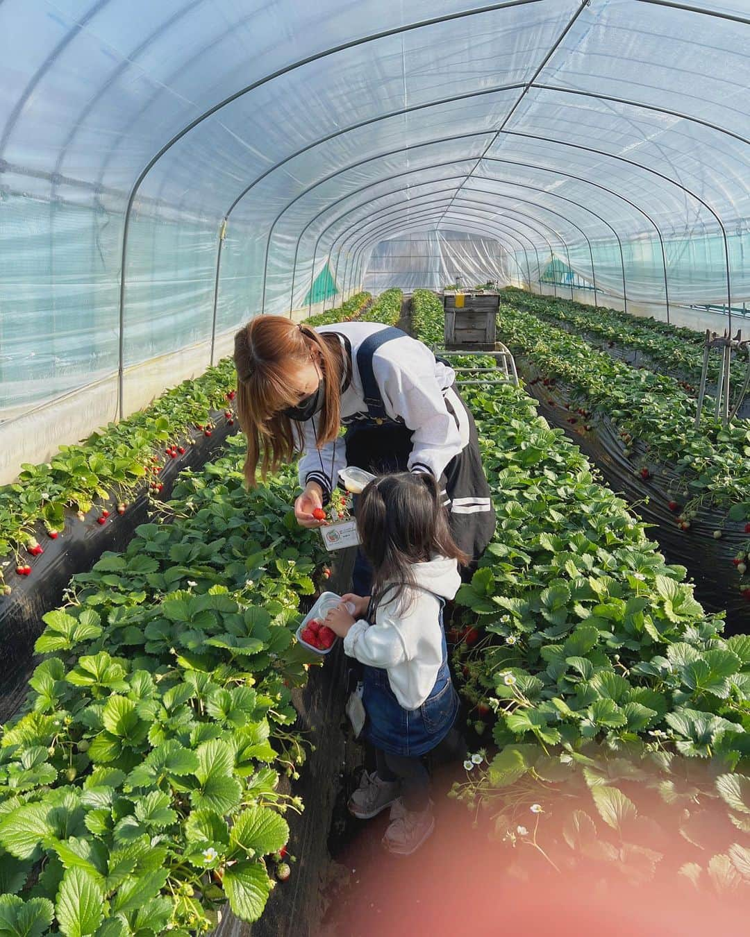 唯月みらいさんのインスタグラム写真 - (唯月みらいInstagram)「いてぃご狩り🍓🌿 楽しかったし美味しかったから 来年も行きたいなぁ( ᷇ᴥ ᷆ )🤍  新しい髪色かわいくてお気に入りぃ🍊 @rollen_official」2月12日 21時22分 - a_rin.popo