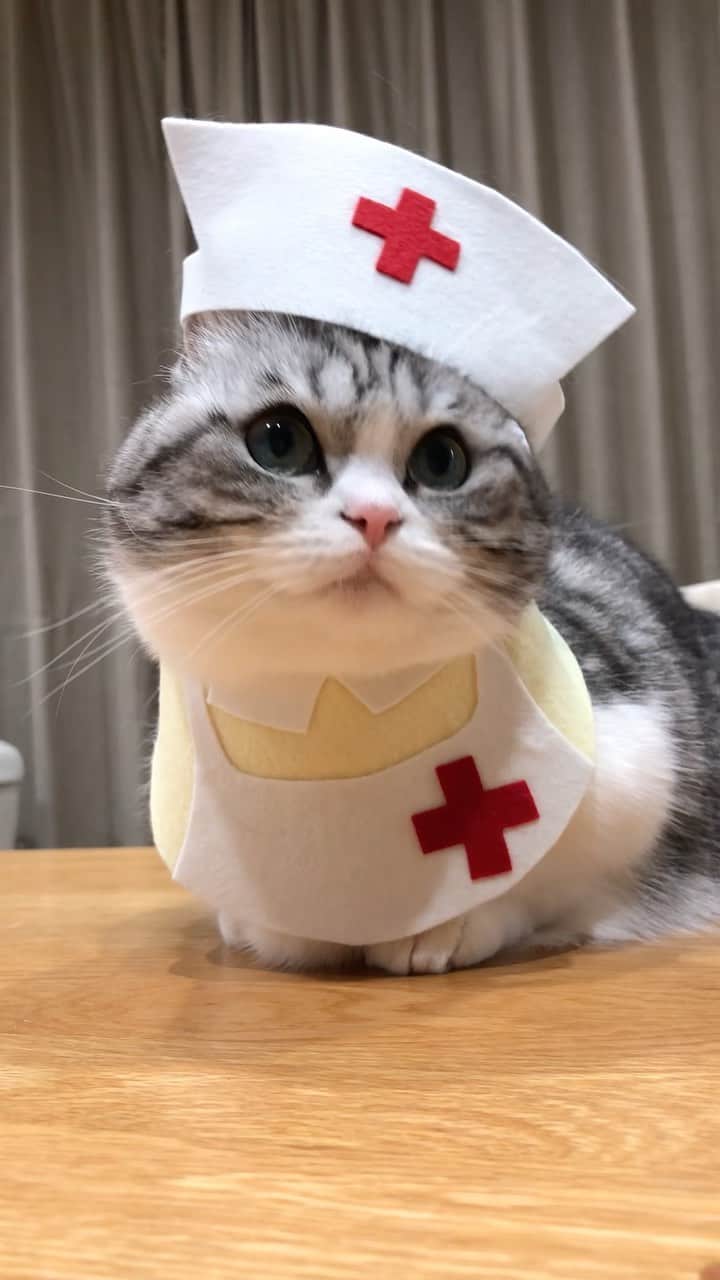 こむぎこまるのインスタグラム