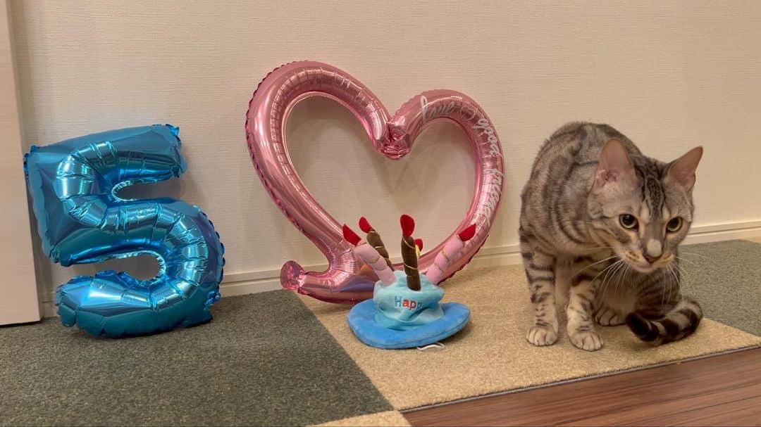 トミックのインスタグラム：「ルト5歳の誕生日🎂  #トミック  #youtuber  #猫　#cat #ルトロゼ #ベンガル猫 #ベンガル #誕生日  #喋る猫 #芸をする猫」