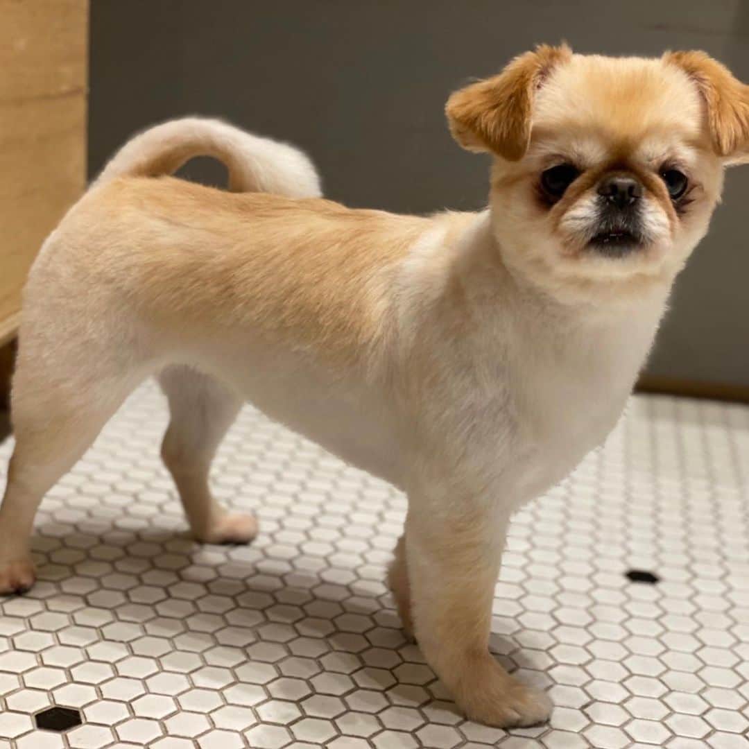 吉川ちえさんのインスタグラム写真 - (吉川ちえInstagram)「最近のイッヌ様🐶💓 . 4歳になってようやく性格が落ち着いてきたきなこさん🥺✌️笑 この前大好きな ( @nongul_salon ) でちょきちょき✂️してきたよ❤️ モフモフにバージョンアップしたきなこさん😙💗 . きなこ様本当に癒される🙈💓 . #モフモフ犬 #モフモフ部 #dog #dogstagram #chiwawa  #ペキチワ #チワペキ #犬のいる暮らし #犬バカ部  #イッヌ #イッヌがいる生活」2月12日 22時07分 - yoshikawachie_16
