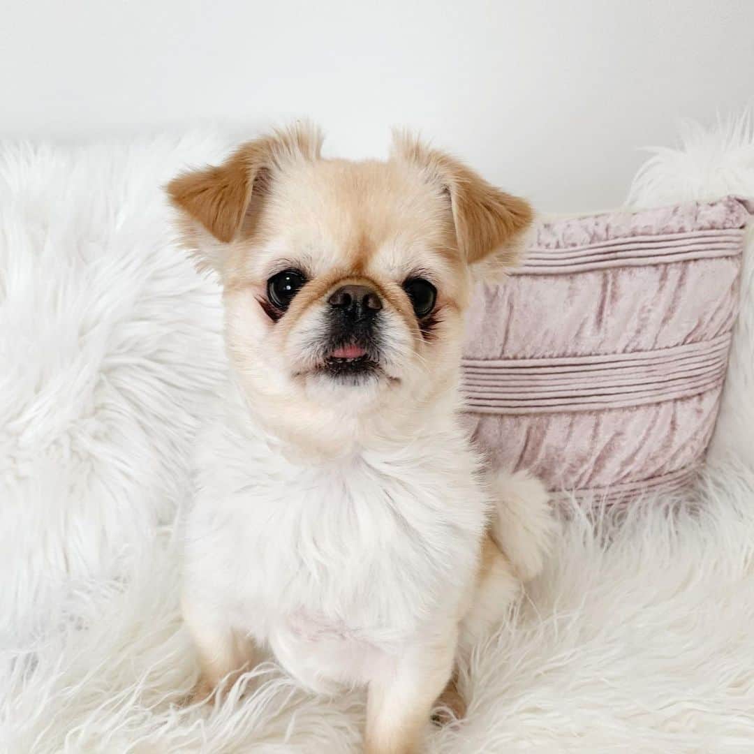 吉川ちえさんのインスタグラム写真 - (吉川ちえInstagram)「最近のイッヌ様🐶💓 . 4歳になってようやく性格が落ち着いてきたきなこさん🥺✌️笑 この前大好きな ( @nongul_salon ) でちょきちょき✂️してきたよ❤️ モフモフにバージョンアップしたきなこさん😙💗 . きなこ様本当に癒される🙈💓 . #モフモフ犬 #モフモフ部 #dog #dogstagram #chiwawa  #ペキチワ #チワペキ #犬のいる暮らし #犬バカ部  #イッヌ #イッヌがいる生活」2月12日 22時07分 - yoshikawachie_16