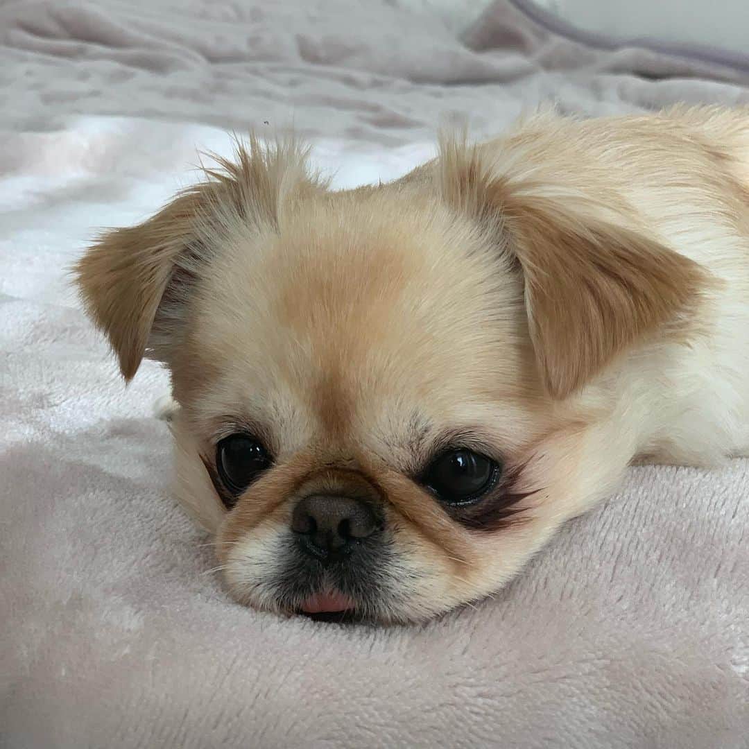 吉川ちえさんのインスタグラム写真 - (吉川ちえInstagram)「最近のイッヌ様🐶💓 . 4歳になってようやく性格が落ち着いてきたきなこさん🥺✌️笑 この前大好きな ( @nongul_salon ) でちょきちょき✂️してきたよ❤️ モフモフにバージョンアップしたきなこさん😙💗 . きなこ様本当に癒される🙈💓 . #モフモフ犬 #モフモフ部 #dog #dogstagram #chiwawa  #ペキチワ #チワペキ #犬のいる暮らし #犬バカ部  #イッヌ #イッヌがいる生活」2月12日 22時07分 - yoshikawachie_16