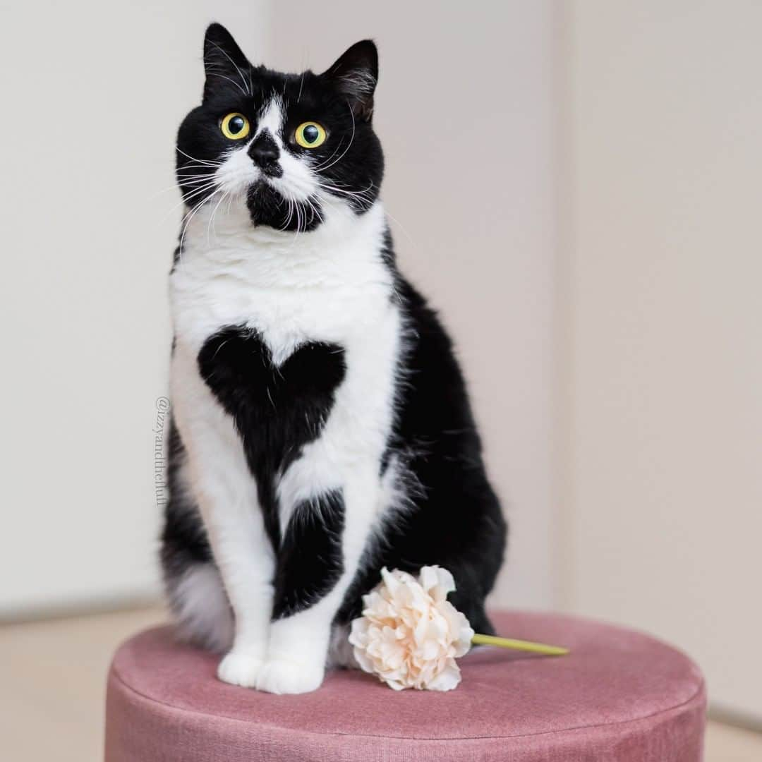 Zoe & Izzyさんのインスタグラム写真 - (Zoe & IzzyInstagram)「Will you be mine, for Valentine?❤️ . . . . . . . . #petfluencer #cat #catsofinstagram #cats #pet #animals #roundanimals #bemyvalentine #instacat #猫 #heart #petsagram #heartcat #ilovecats #catlovers #weeklyfluff #canonr6 #kat #cats_of_instagram #instapets #valentinesday2022 #cutecat #katze #instakitty #valentine #purr #catgram #heartsinnature  #ilovemycat #valentijnsdag」2月12日 22時31分 - izzyandthefluff