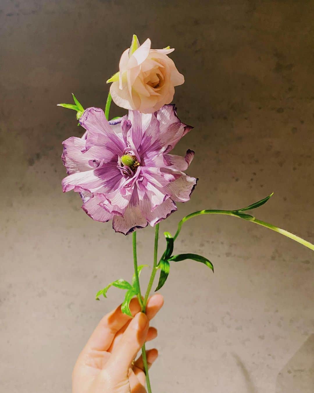 大政絢のインスタグラム：「お誕生日もあり、家の中がお花で満たされ毎日どこに何を生けようか悩める幸せ💐  Preciousの連載でお花の連載が始まってから月日が経っていますが、まだまだ知らないお花が多い！ですが、美しいお花が多く毎日感動しております！  #大政絢の花上手になりたい という連載です🌹このタグお花投稿する時に使わせて頂こう😌」