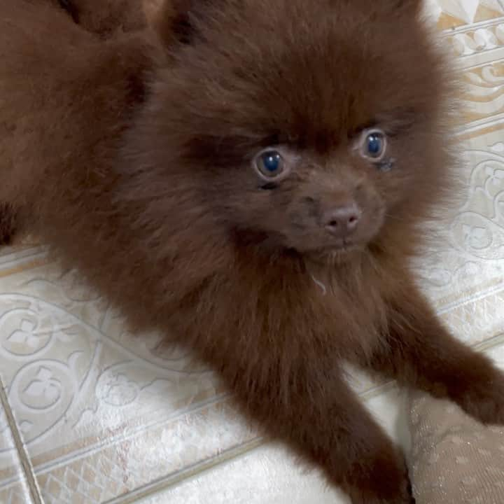 Puppy For Sale.のインスタグラム：「Мальчик померанского шпица редкого шоколадного окраса🥰❤️ ⠀ ___ ⠀ Следите за нашими обновлениями и подписывайтесь👇 @artsimpatiya ⠀ Больше информации, фото и видео: Директ, на личном сайте питомника Арт Симпатия: www.artsimpatiya.ru ⠀」