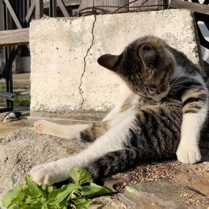 五十嵐健太のインスタグラム：「おはよう(=^x^=) #サバ白猫　#猫　#cat #ねこ」