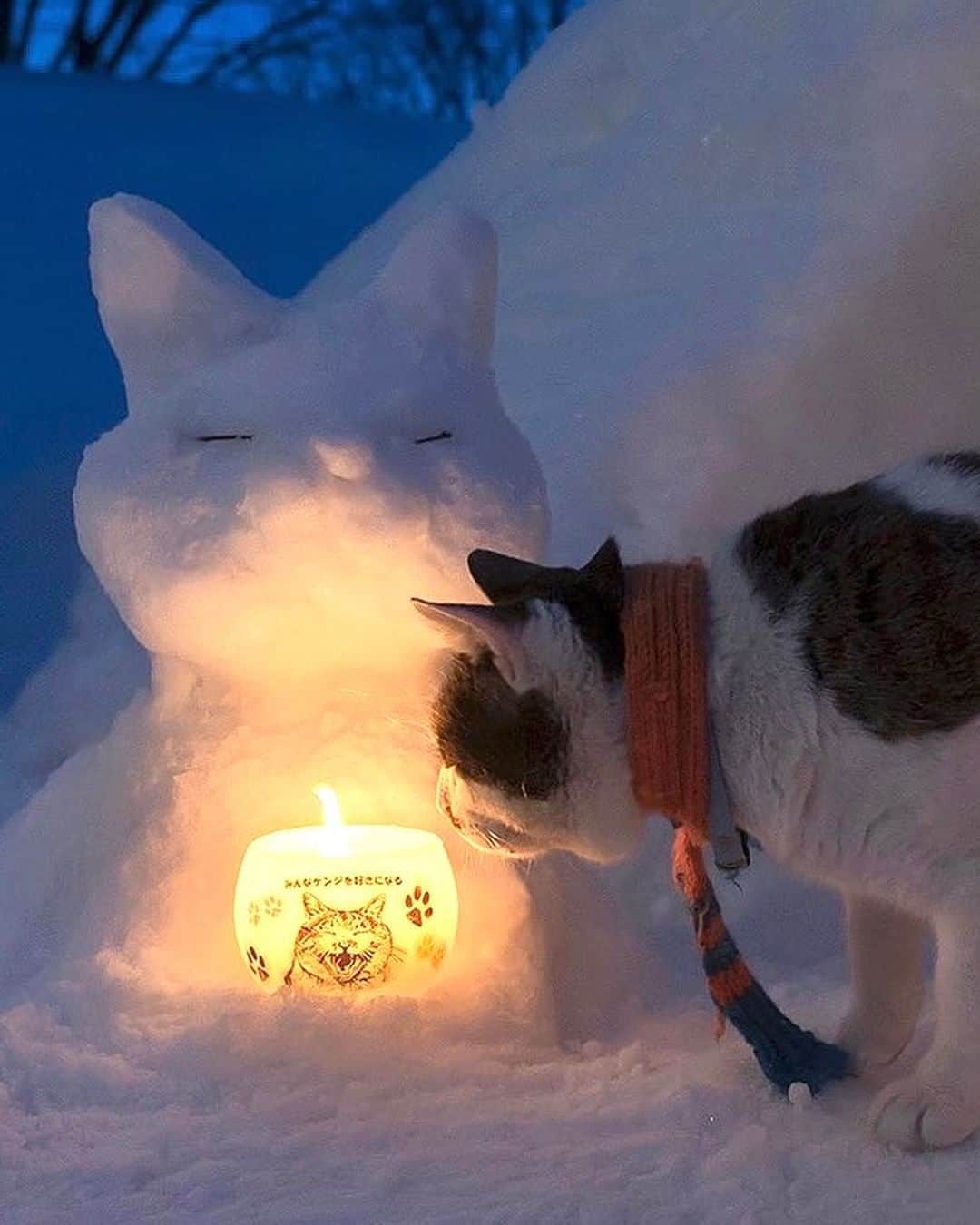 土肥美帆さんのインスタグラム写真 - (土肥美帆Instagram)「😺 ・ 小樽雪あかりの路 11日から13日の3日間 あかり人となって、小樽の街をキャンドルで灯します。  ケンジ会場から 猫とみなさまの幸せを祈り あかりを届けるべや (=-ω-=)🔥  この日はブッチャー邸でじちいちゃん、ばあちゃん、漁師さんのお父さん、お母さん、すぎもっちゃんと私。 ケンジを囲みながら、心から幸せを感じる時間でした。  ケンジが引き寄せた人々。 ケンジのお陰で楽しい思いをさせてもらってる。ってみんなが猫に人に、感謝の気持ちに包まれる夜でした。 ケンジ、すごいね。 やっぱりケンジは大した猫だよ✨ ありがとう　ケンジ✨  オレも大好き人たちに囲まれて、なまら幸せだべや❤️ この幸せがみんなの心に広がりますように・・・ DABEYA(=-ω-=)  #みんなケンジを好きになる #みんな小樽を好きになる #雪あかりフォトコン2022 #小樽美術館で写真展開催中 #ケンジdeゲンキ #いつも心にケンジを #bigboss #推しのいる生活」2月13日 10時15分 - big_face_cat_kenji
