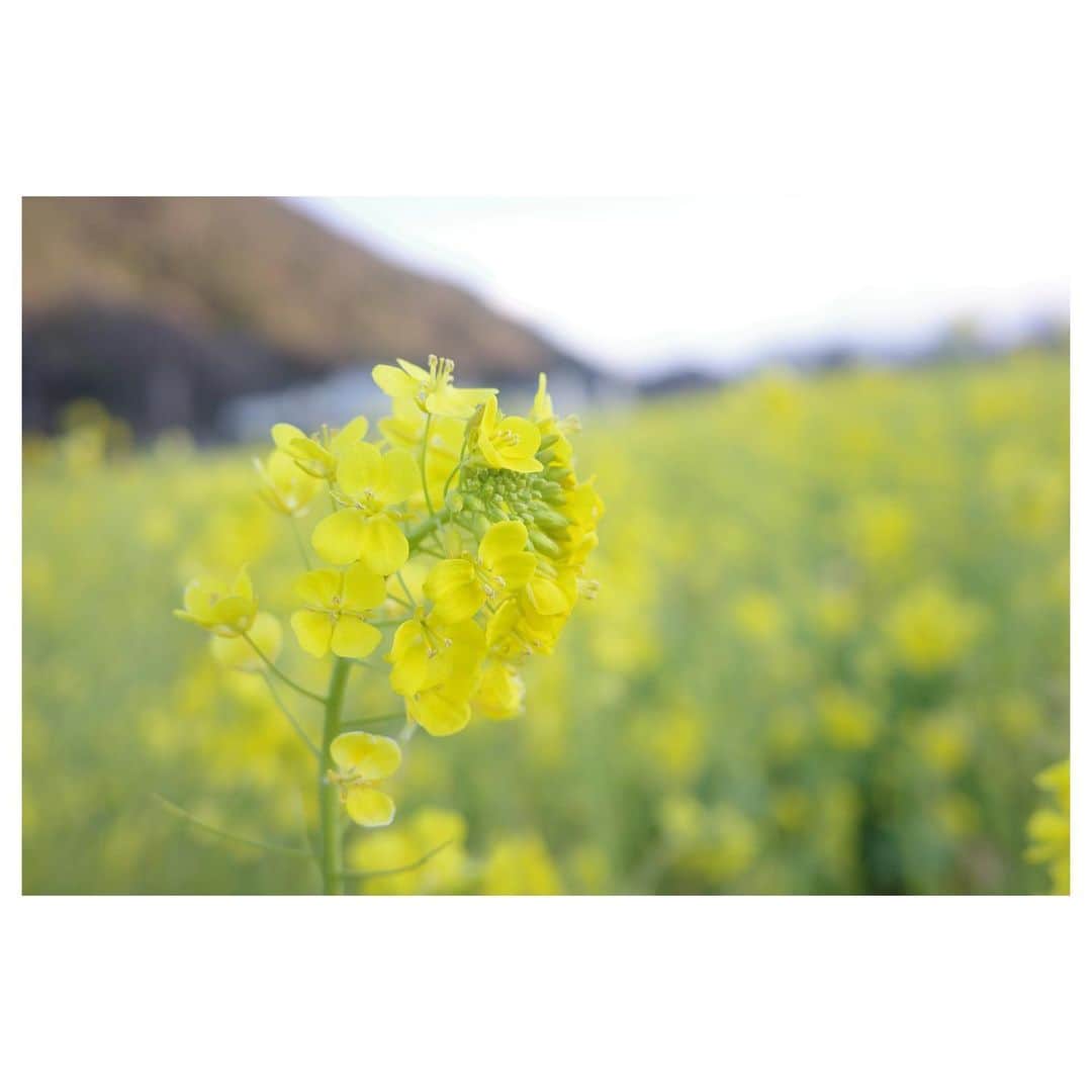 高垣麗子さんのインスタグラム写真 - (高垣麗子Instagram)「*  三角形の緑の隙間を抜けると そこは、あたり一面菜の花畑でした✨  春の到来を告げる美しい黄色い絨毯に、ただただ癒され元気をもらったよ✨  * #菜の花畑 #独り占め」2月13日 15時05分 - reikotakagaki