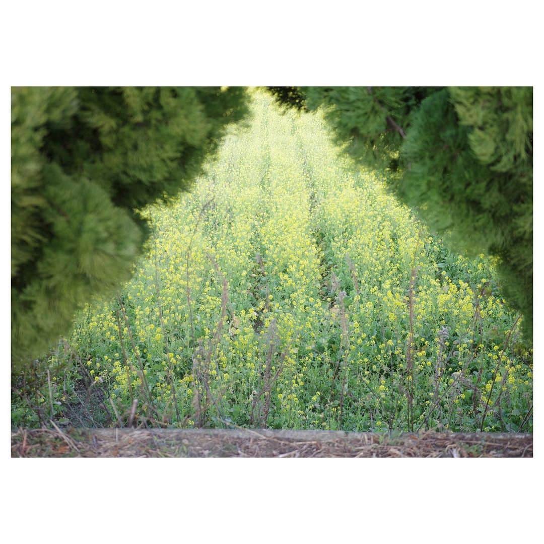 高垣麗子さんのインスタグラム写真 - (高垣麗子Instagram)「*  三角形の緑の隙間を抜けると そこは、あたり一面菜の花畑でした✨  春の到来を告げる美しい黄色い絨毯に、ただただ癒され元気をもらったよ✨  * #菜の花畑 #独り占め」2月13日 15時05分 - reikotakagaki