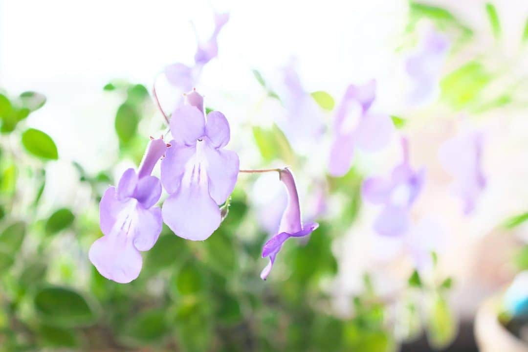 kiccyomuのインスタグラム：「☔️ 2022.02.13 Sun 自宅でたくさん咲き始めてる 紫色の花が綺麗な #ストレプトカーパス ググって名前知った😅  もうすぐ？ また雪なのかな？ 来週も元気に🤗  location #千葉 ❣️ 📷撮影 2022年2月12日」