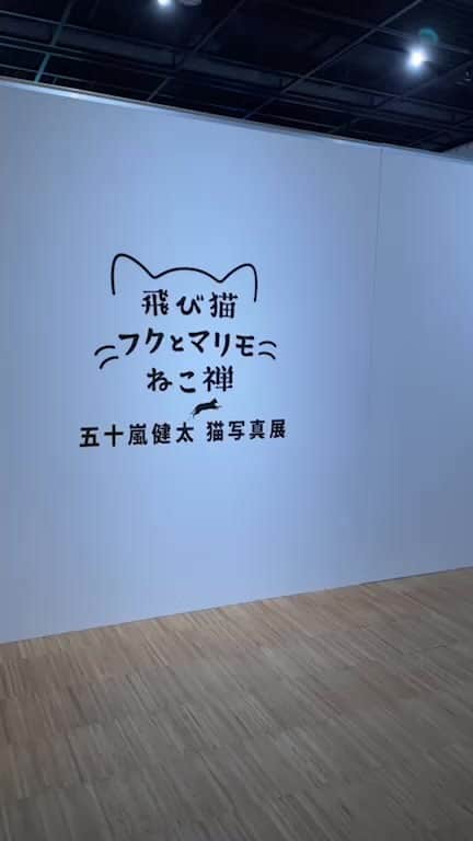 五十嵐健太のインスタグラム：「兵庫県の宝塚市立文化芸術センターで写真展を3月27日まで開催中 #飛び猫」