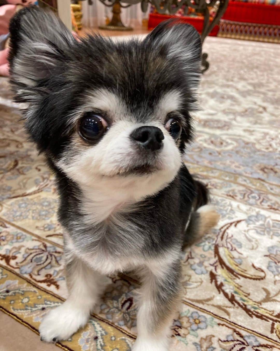 Ikko 公式 さんのインスタグラム写真 Ikko 公式 Instagram 長男のペコが 何してるの って顔でこっちに来ました 次男のドゥースはおねむで す 笑 今日は久々のオフ それでも スタッフたちがインスタliveに駆けつけてくれました